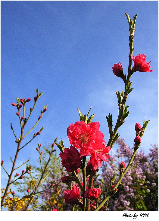 碧桃花 摄影 引擎