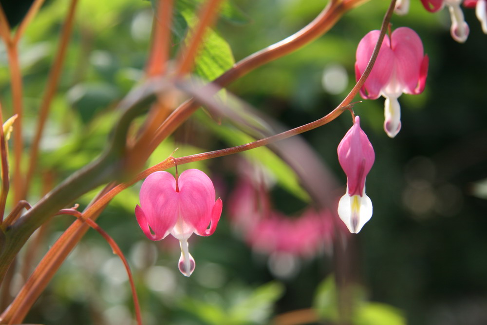 小花 摄影 愚翁8