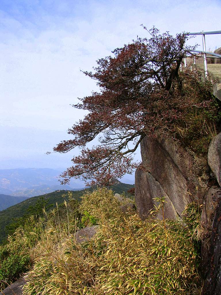 飘逸 摄影 蓝色驴