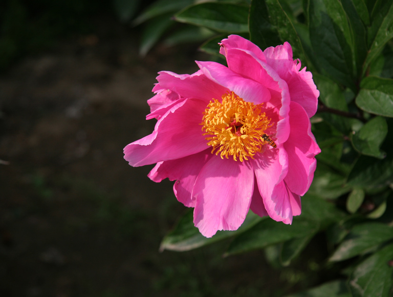 芍药 摄影 松雪