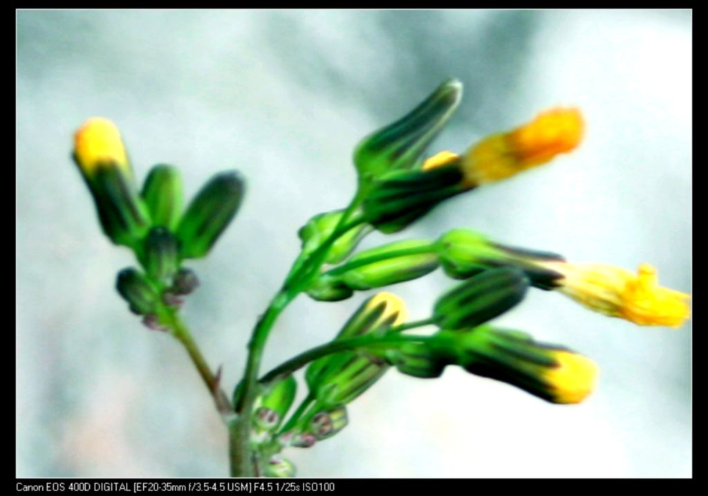 小花 摄影 北边