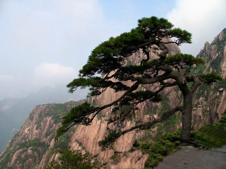 黄山送客松 摄影 遐想-