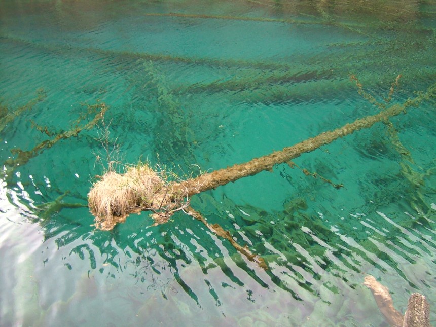 花海 摄影 笨鸽