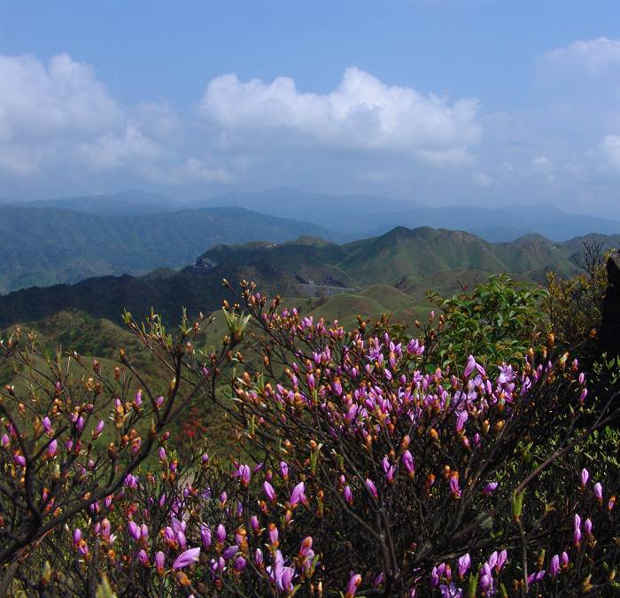 南山杜鹃 摄影 袋子