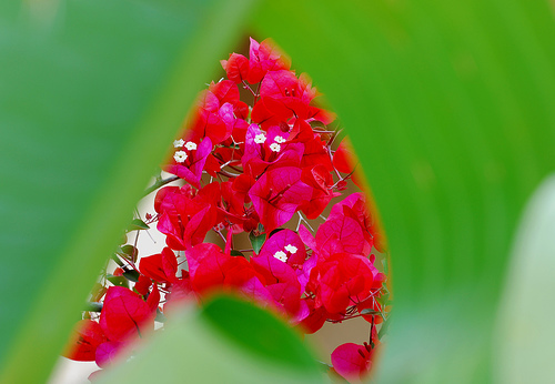 邻居家的花 摄影 YesD80