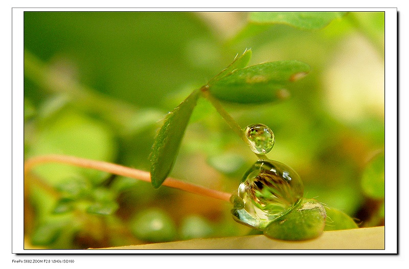 滴水成珠 摄影 笑菊