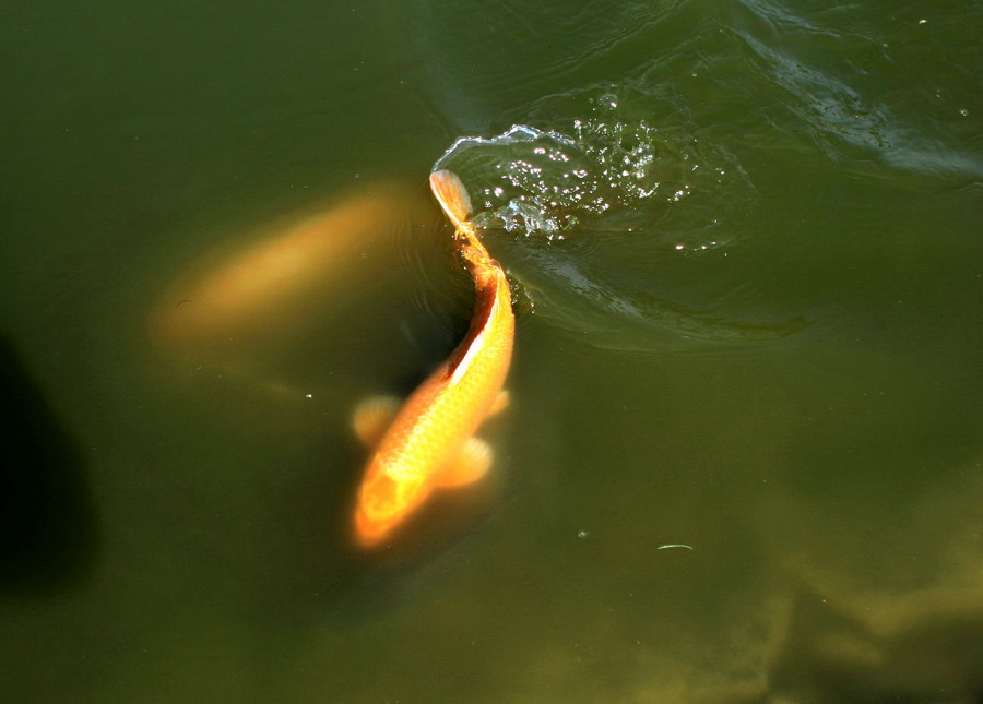 池鱼 摄影 油灯