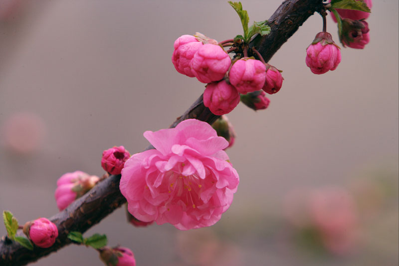 花 摄影 红片