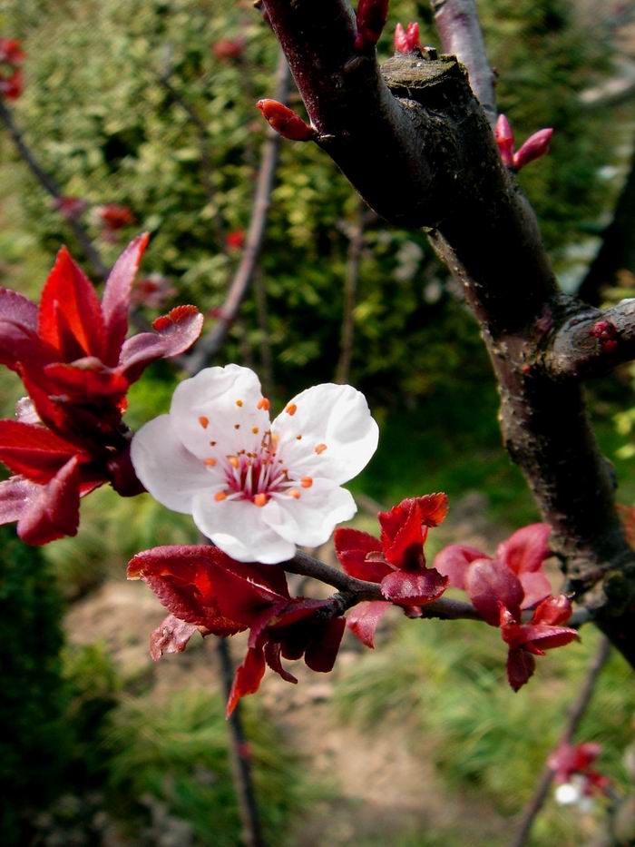 小花一朵 摄影 辛竹