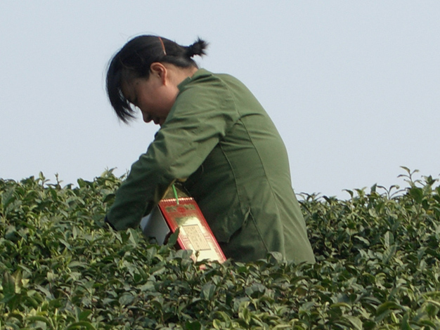 采茶女 摄影 若木