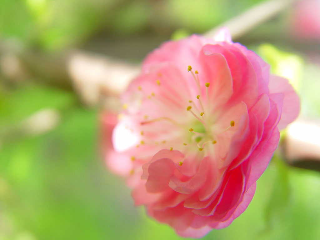 ..花 摄影 菊淡茶香