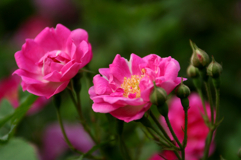 月季花 摄影 王柏杉