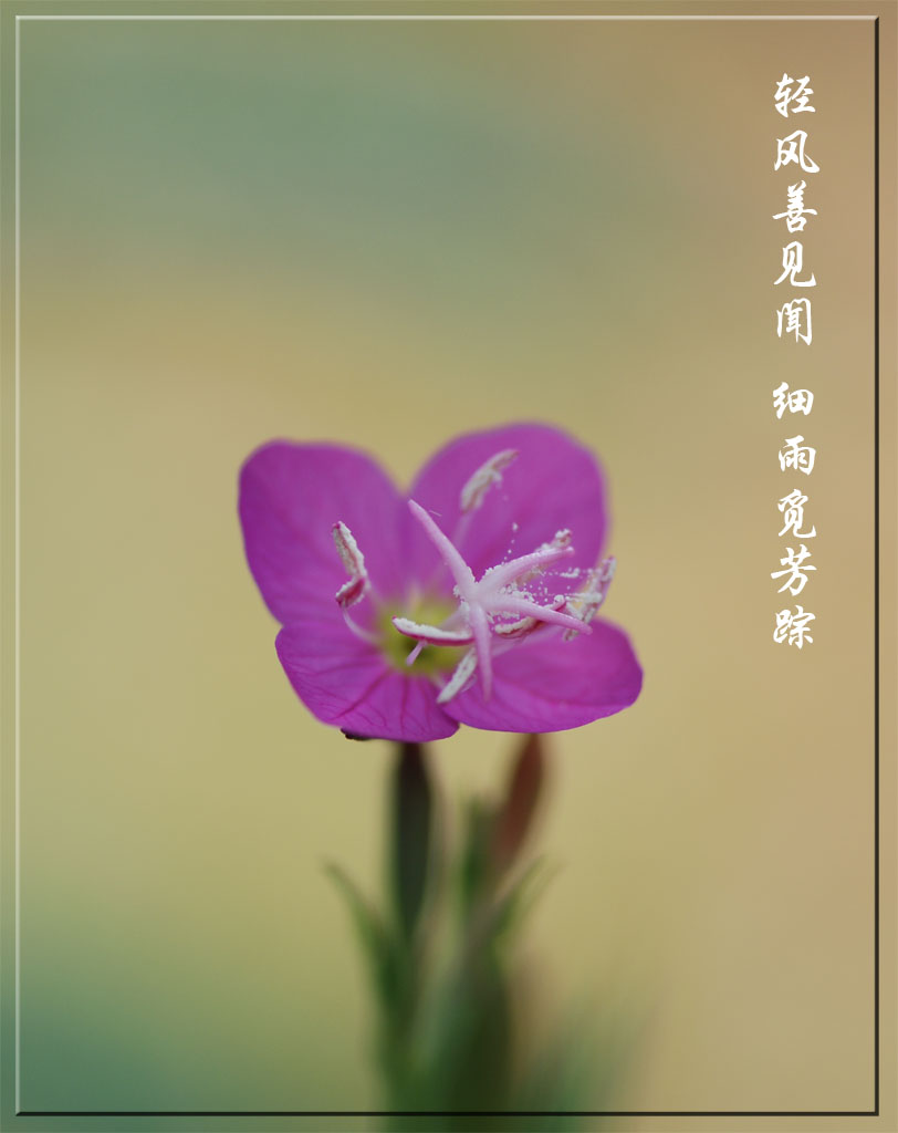 小芳 摄影 帅石头