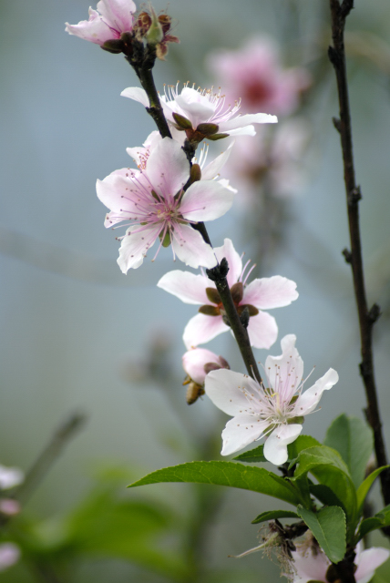 桃花 摄影 minyang