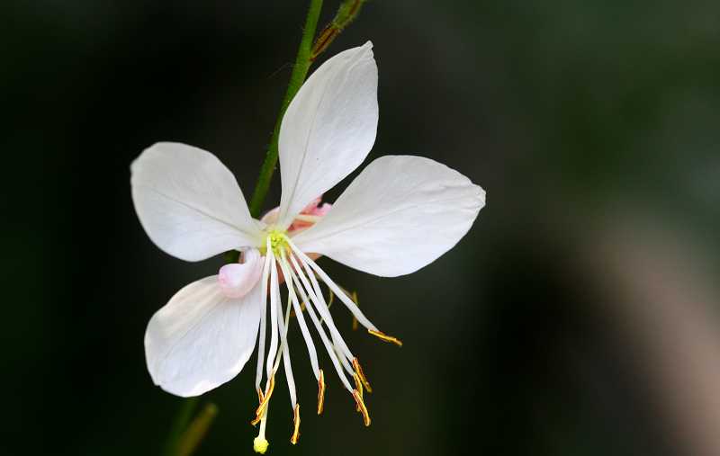 小花 摄影 小老鼠