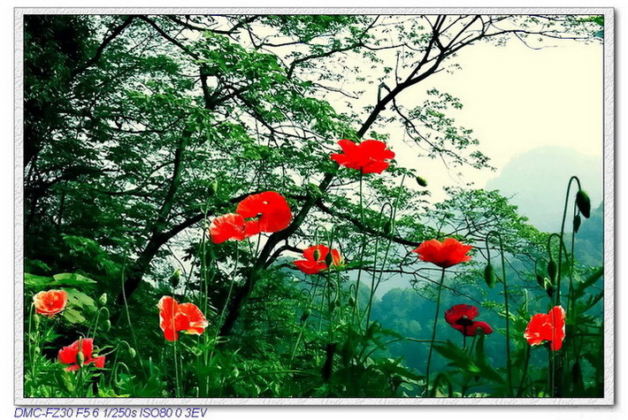 山花烂漫（二） 摄影 是否