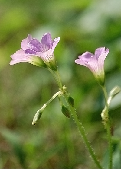 花儿 摄影 海上传说