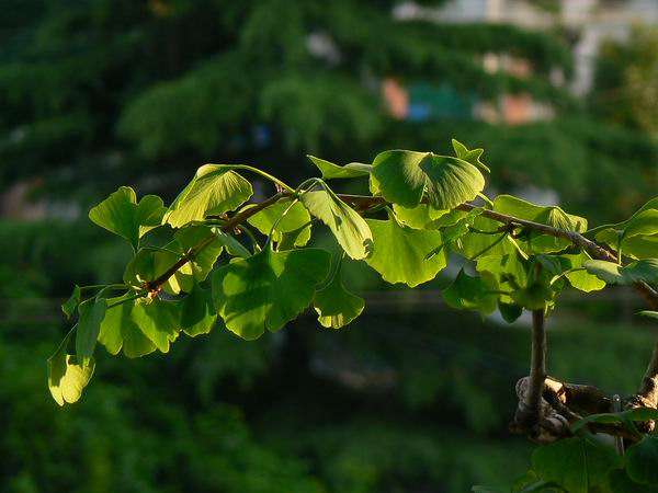 夕照银杏 摄影 草根农民