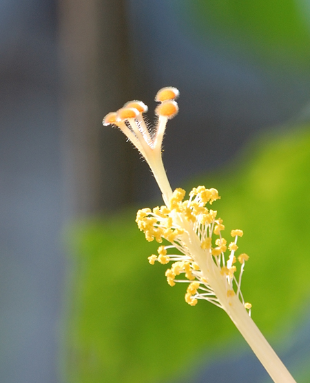 花蕊 摄影 海上传说