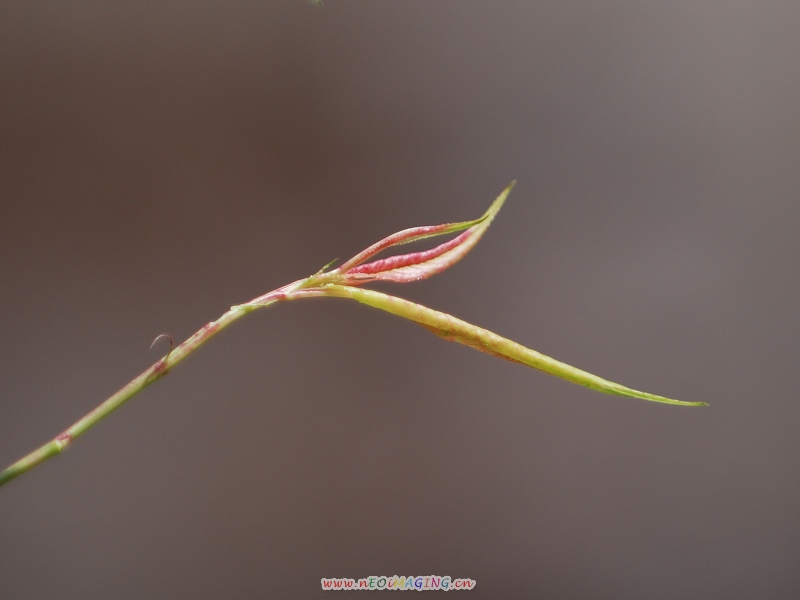 菩萨的莲花手 摄影 刀魂