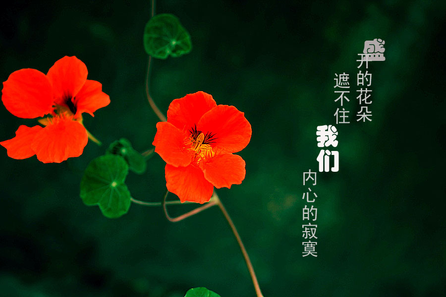 花儿的心情! 摄影 雨中过客