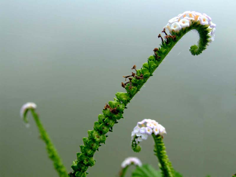 这是什么花？ 摄影 把色留住