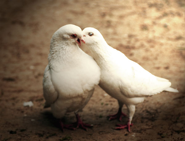 鸽子ＬＯＶＥ 摄影 熊仔饼干