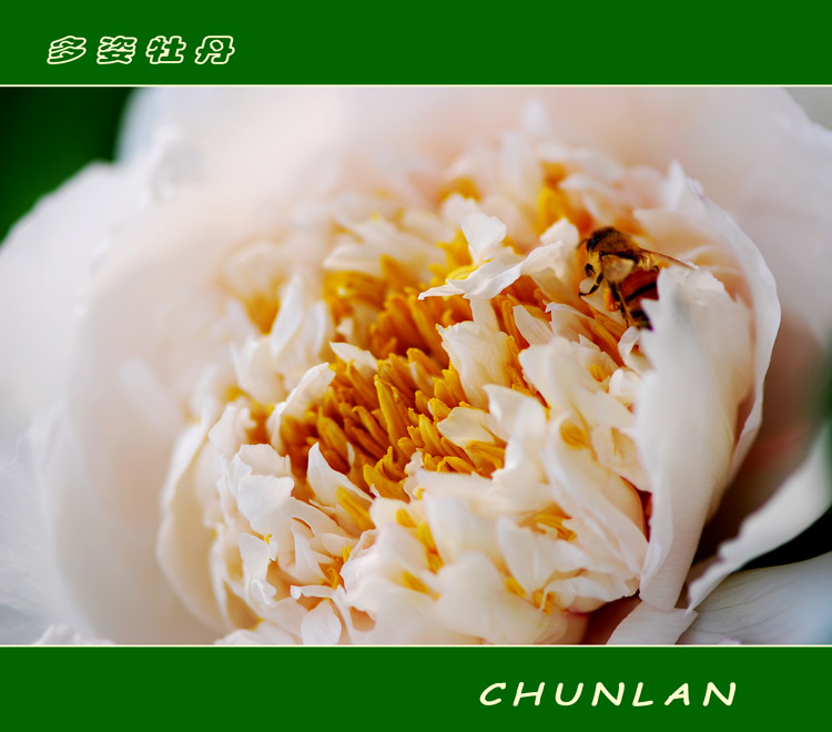 多姿牡丹 摄影 chunlan