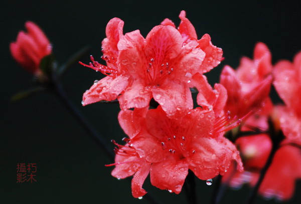 雨中杜鹃. 摄影 一朽木