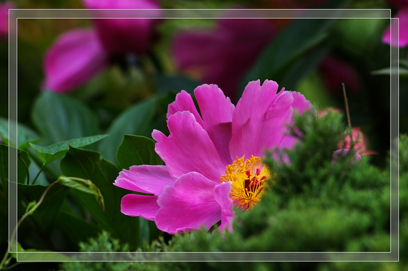 芍花开了 摄影 烤红芋