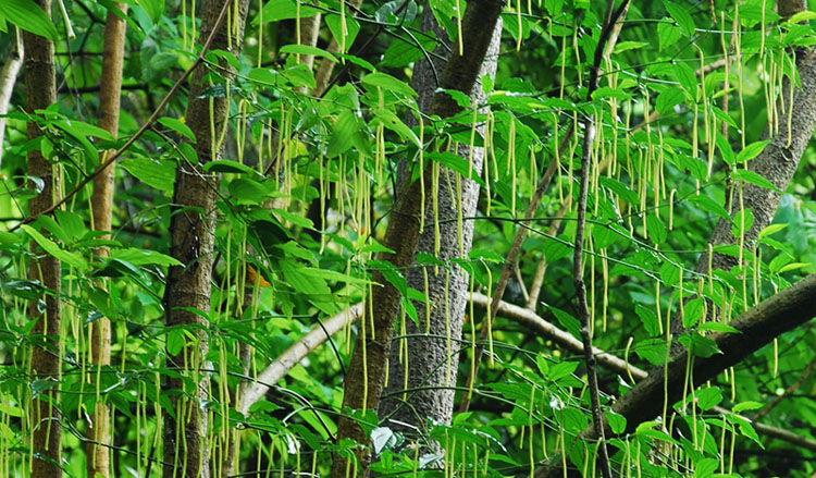 一帘春梦 摄影 行走山水间