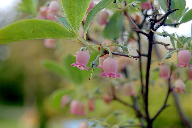 小花 (三) 摄影 seattle