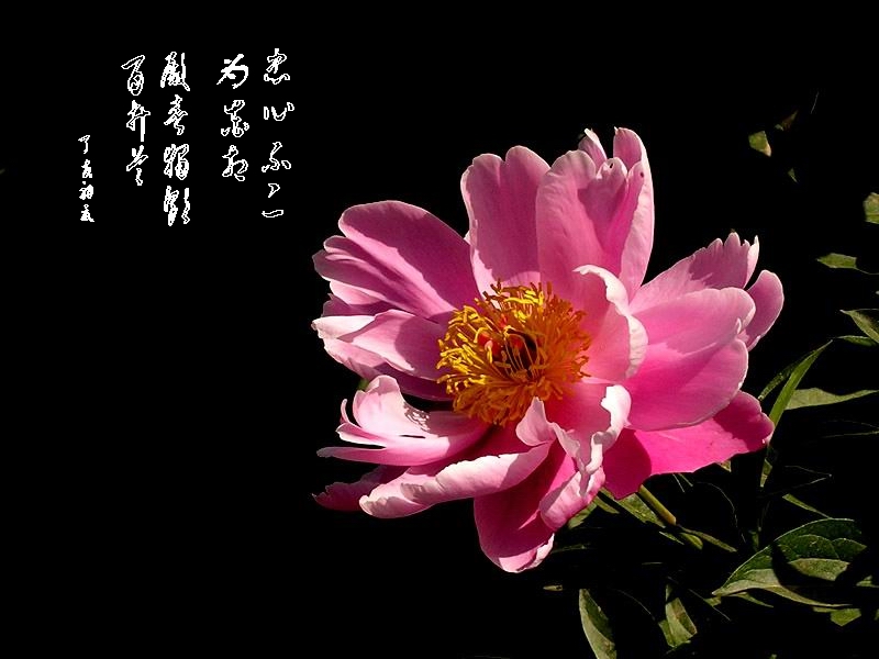 花相殿春（芍药花） 摄影 晋风