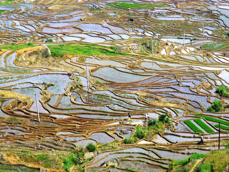 福建三明风光--梯田 摄影 天岸马