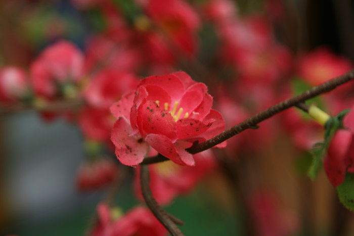 变质的假花 摄影 有余的晨曦