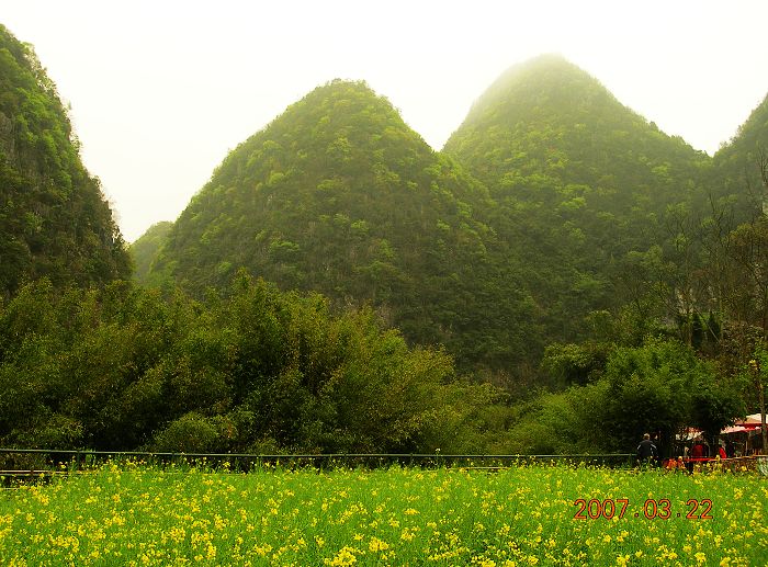 遍地黄花 摄影 歌德