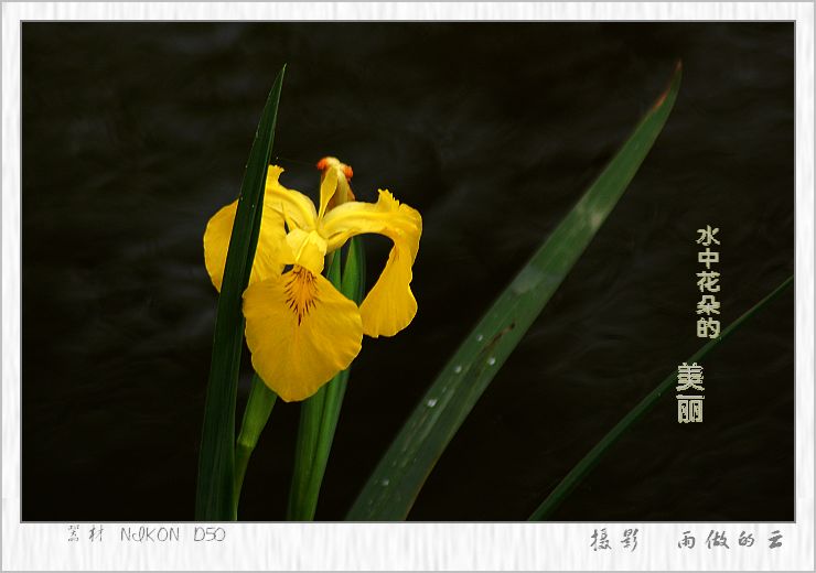 水中花 摄影 雨做的云