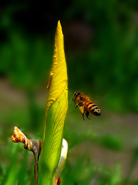 小蜜蜂 摄影 创想
