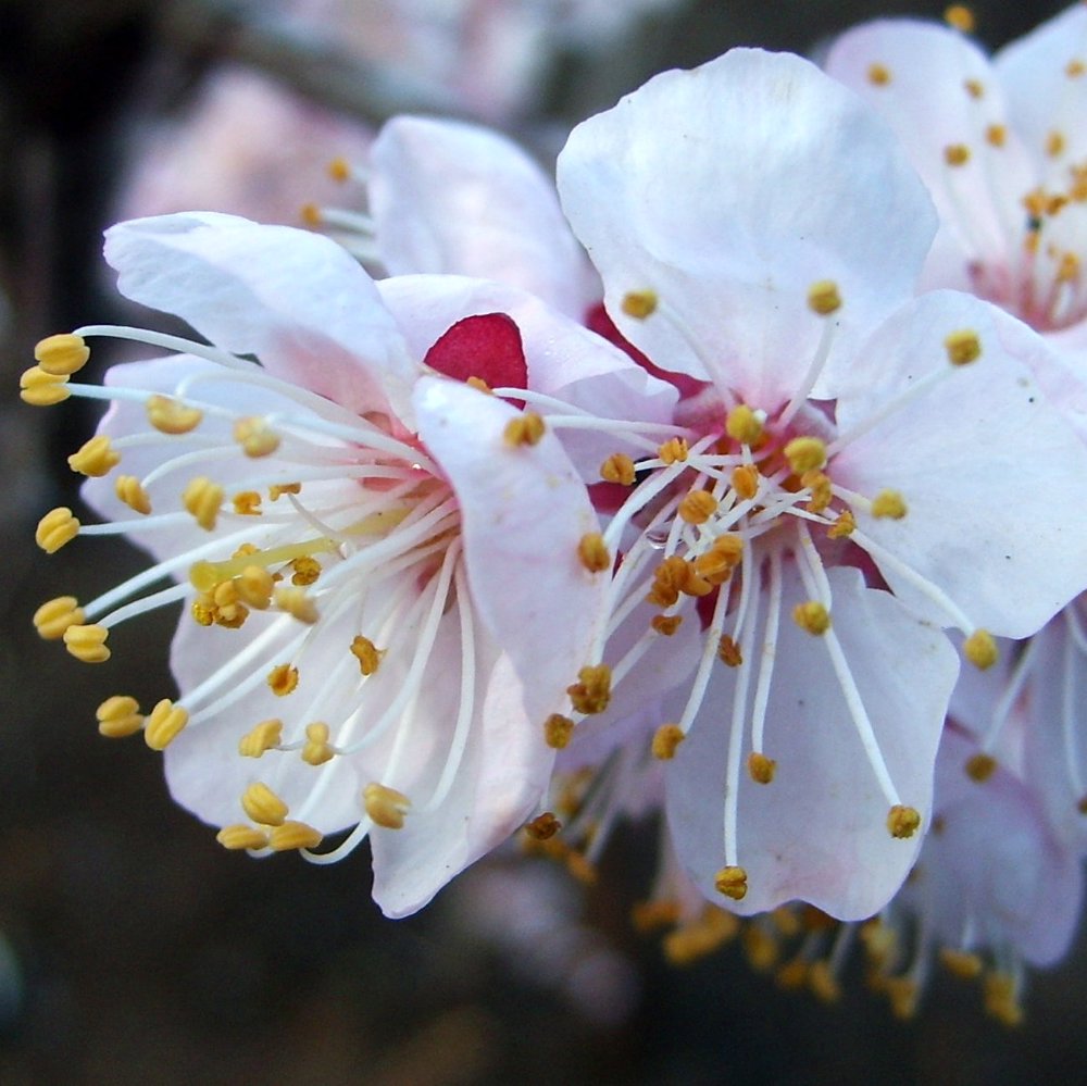 梅花 摄影 北方野草