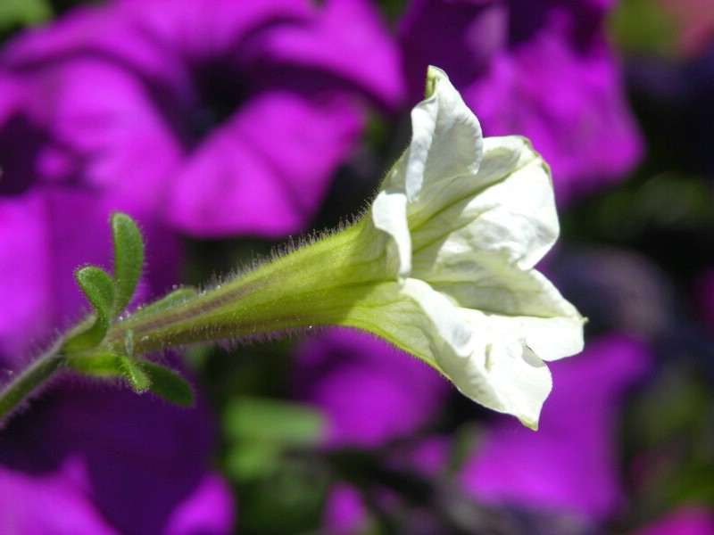 小喇叭花 摄影 Rosaceae