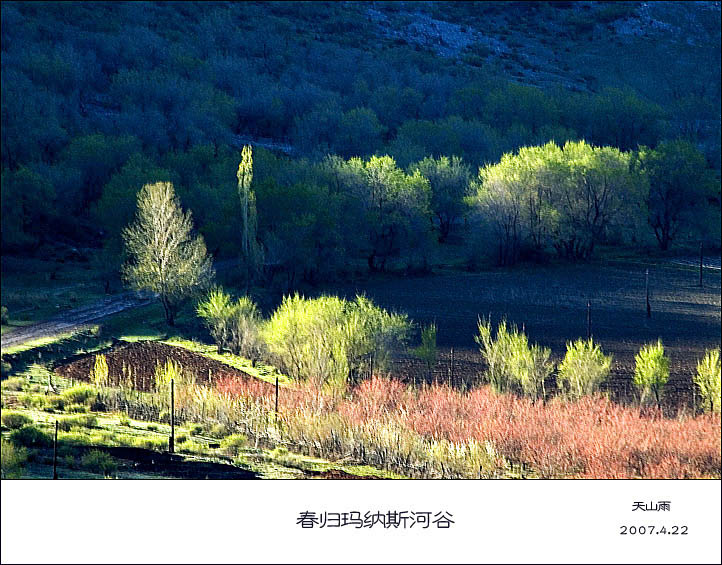 春归玛纳斯河谷 摄影 天山雨