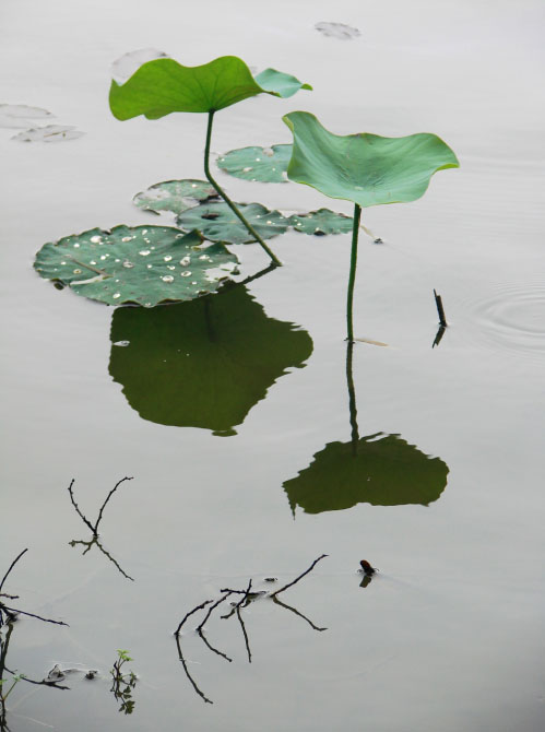 荷++ 摄影 動感地帶