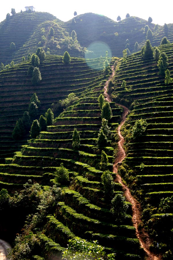 茶山初夏 摄影 茶山男人