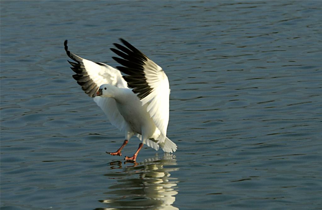 bird-898 摄影 fengsheng