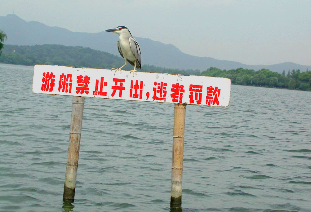 西湖的守卫者 摄影 朽木逢春