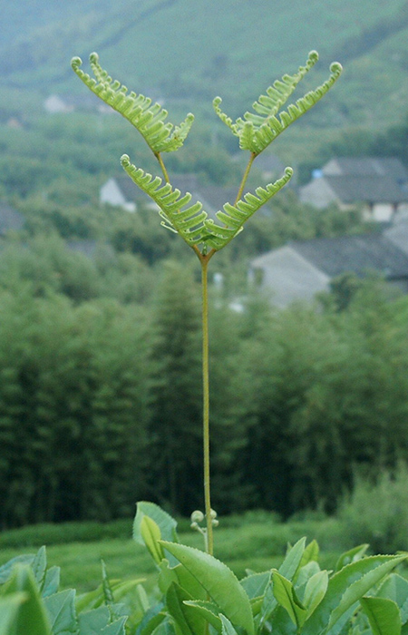 生命 摄影 小于湘妃