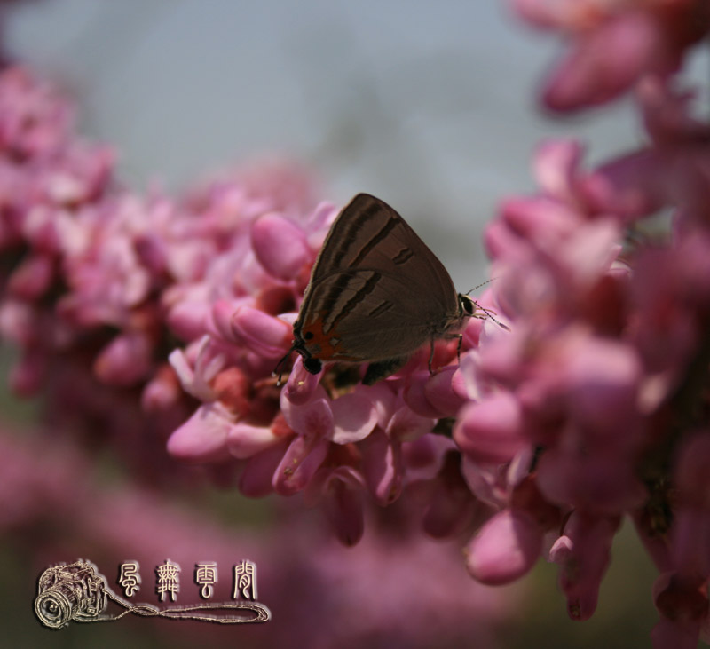 桃花与蝶 摄影 风舞云间