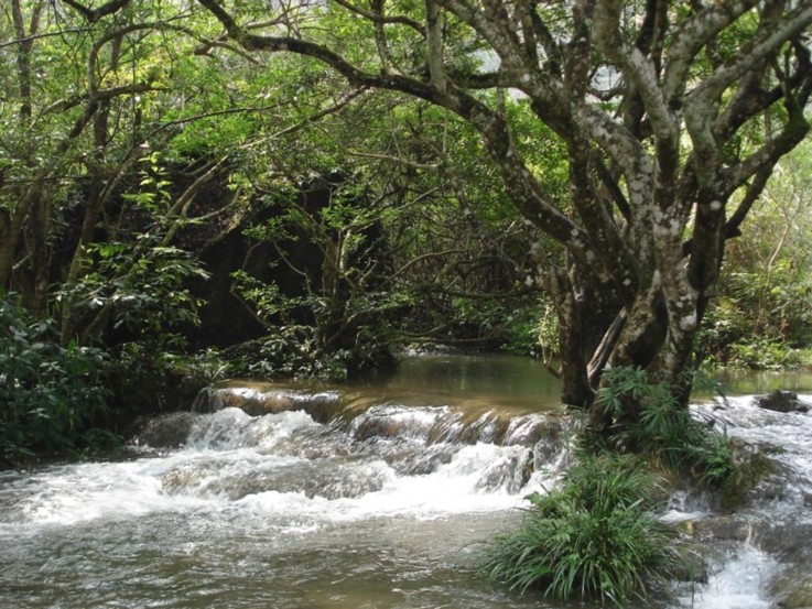 古树及溪流 摄影 南极冰川