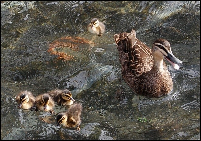 mother's day 摄影 学tu