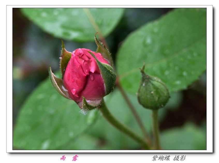 雨露 摄影 紫蝴蝶